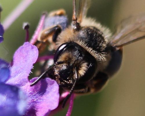 Andrena flavipes